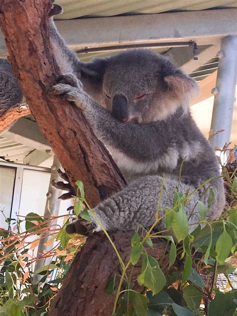 unusual animals   taronga zoo  sydney australia