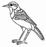 Coloring Meadowlark Drawing Wyoming Bird Kansas Western Clipart State Montana Draw Crow Jayhawk Nebraska Easy Clip Getdrawings Pages Template Gif sketch template