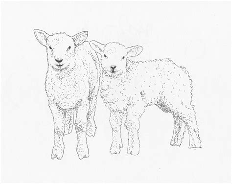 lamb drawing skill