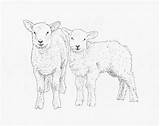 Lamb Sheep Schaf Lambs Schafe Template Mouflon Mammals sketch template