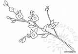 Branch Flowers Coloriages Coloringpage Trouvé Delphinemananou Centerblog sketch template
