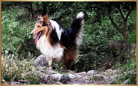 saddle sable rough collie smooth collie rough collie peaceful heart
