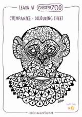 Colouring Chimpanzee sketch template