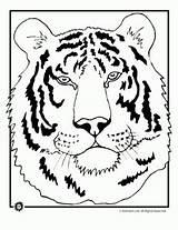 Coloring Tiger Pages Animal Tigers Head Wild Adult Animaljr Colouring Cartoon Cubs Cute Heads Including Kids Jr sketch template