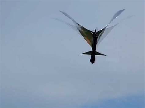 army drone   bird attacked  hawk business insider