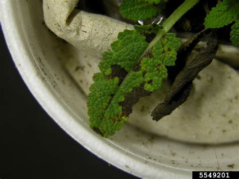 bacterial leaf spot pseudomonas cichorii