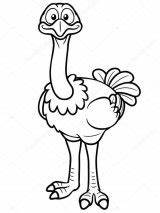 Ostrich Avestruz Emu Autruche Dibujar Caricature Coloreando Avestruces Sararoom Vectorielle Preschoolcrafts Cria Vetor Wyświetl Obrazy Podobne sketch template