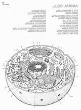 Zelle Tierische Arbeitsblatt Biologycorner Biologie Pflanzenzelle Celulas Narnia Craftedhere sketch template