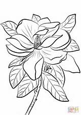 Magnolia Coloring Grandiflora Printable Pages Color Print Flowers Drawing Flower Adults Kids Paper Getdrawings Categories sketch template