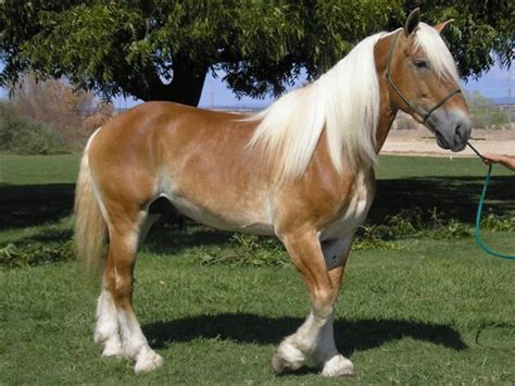 worlds  beautiful draft horse breeds  heavy horses