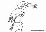 Kingfisher Coloring Designlooter Print Drawings 209px 69kb sketch template
