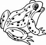 Frog Coqui Rana Frogs Rane Clipartmag Stampare Amphibian Wecoloringpage sketch template