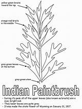 Wyoming Paintbrush Brush Indians Martinchandra sketch template