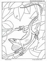 Coloring Pages Anole Jungle Animals Animal Kids Green Trees Lizard Colouring Book Colouringpages Au Two Books Vbs Popular sketch template