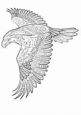 Eagle Golden sketch template
