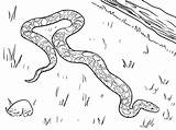 Anaconda Coloringsky sketch template