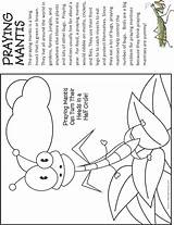 Mantis Praying Coloring Kids Bug Clipart Pages Makingfriends Firefly Bugs Activities Insects Facts Fact Cycle Color Colouring School Interested Might sketch template