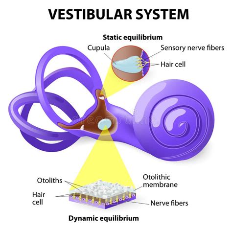 vestibular system stock vector illustration  enlarged