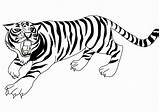 Tiger Clipartmag Haku Sabre Bengal Täältä Tallennettu sketch template