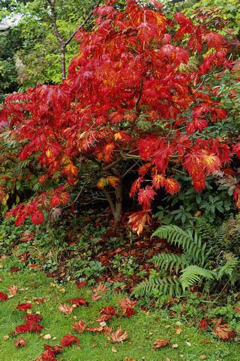 japanese maple  japanese maple trees  homes  gardens