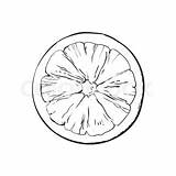 Grapefruit Slice Ripe Freshly Squeezed Template sketch template