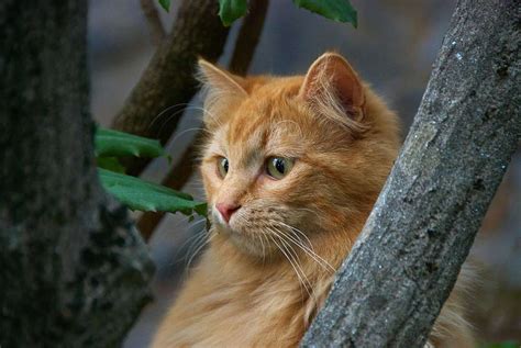 domestic longhair cat cat breeds encyclopedia