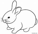Hasen Ausmalbilder Sketsa Kelinci Iepurasi Mewarnai Cu Colorat Rabbits Kumpulan Clipartmag Desene sketch template