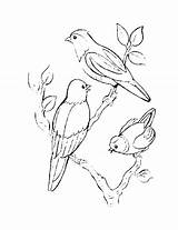 Birds Coloring Pages Click Printable sketch template