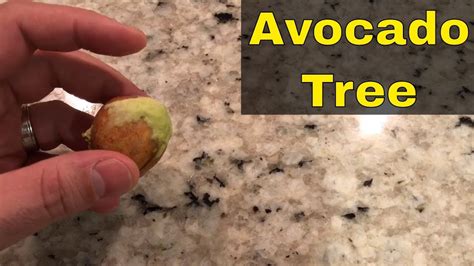 How To Grow An Avocado Tree From A Seed Tutorial Youtube Avocado