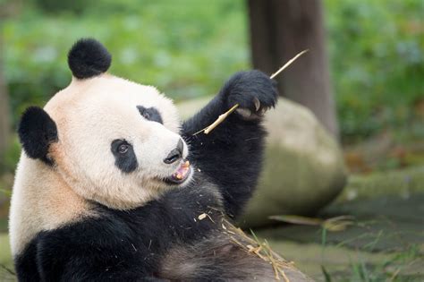 giant panda species facts info  wwfca