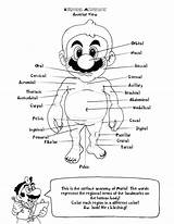 Anatomy Coloring Pages Human Heart Book Kids Mario Anatomical Physiology Printable Colouring Bootleg Clipart Adults Books Dr Body School Pdf sketch template