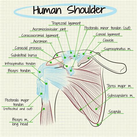 scapulohumeral rhythm shoulder pain exercises