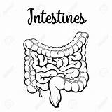 Human Intestine Drawing Large Colon Organs Vector Getdrawings sketch template