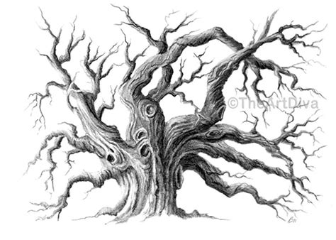 pencil drawing oak tree black  white archival