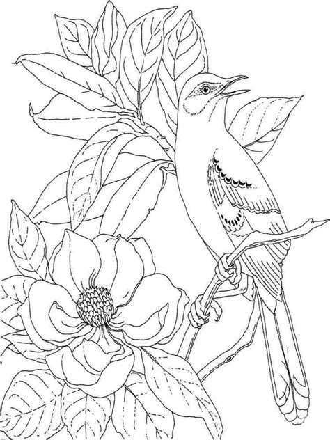 magnolia coloring pages   print magnolia coloring pages