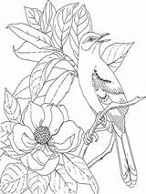 Magnolia Coloring Pages Flower Recommended sketch template