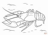 Crawfish Coloring Pages Crayfish Drawing Crustacean Printable Danube Drawings sketch template