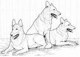 German Shepherd Coloring Pages Dog Dogs Printable Color Realistic Print Shepherds Kids Husky Drawing Puppy Siberian Adult Supercoloring Colouring Bestcoloringpagesforkids sketch template