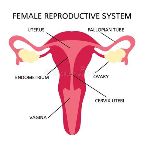 Sex Education Reproductive System Biology Class Concept Vector Flat