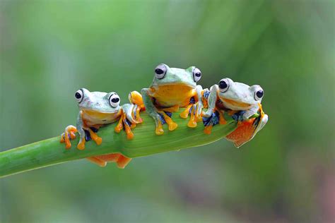 adorable frog facts    leaping creatures factsnet
