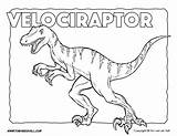 Velociraptor Coloring Pages Dinosaur Printables Jurassic Color Park Sheets Tsgos Blue Print Tim Kids Choose Board sketch template