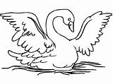 Cisne Colorear Desenho Fofo Cisnes Swans sketch template