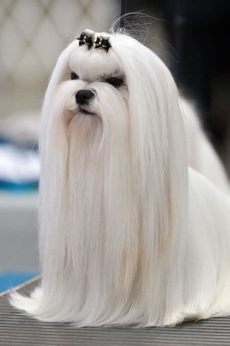 15 maltese haircuts and hairstyles white fluffy and looking fabulous