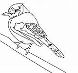 Tropical Bird Coloring Birds Coloringcrew Colorear sketch template