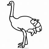 Avestruz Colorear Ostrich Ultracoloringpages sketch template