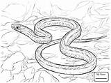Reticulated Snake sketch template