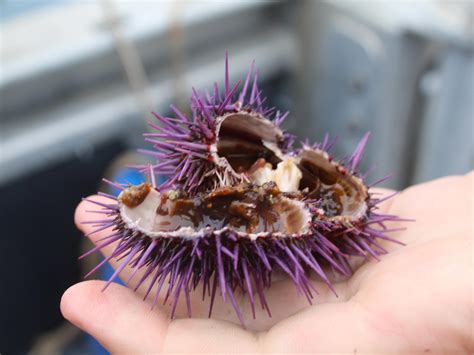 Saving Californias Kelp Forest May Depend On Eating Purple Sea Urchins