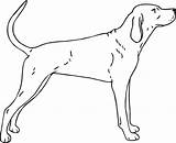Coonhound Clipart Dog Outline Coon Coloring Pages Clipground Template Clip sketch template