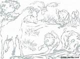 Coloring Acacia Tree Pages Safari Animals Printable African Getcolorings Getdrawings Color Colorings sketch template