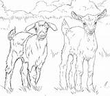 Ziegen Ausmalbilder Goat Ausmalbild Goats Pygmy sketch template